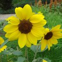 Helianthus annuus 'Golden Edge'